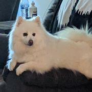 Sailor - American Eskimo Dog