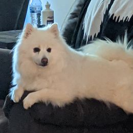 Sailor - American Eskimo Dog