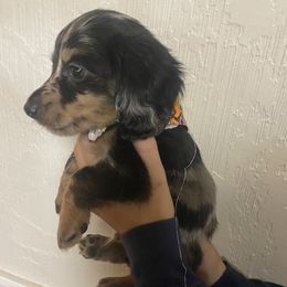 Dachshund Puppies from Yellowstone Dachshunds