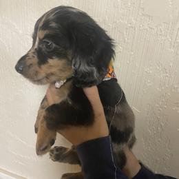 Dachshund Puppies from Yellowstone Dachshunds