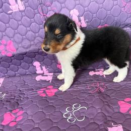 Stitch - Black white and tan male Collie puppy in Elko, Nevada from Willow Creek Acres Dachshunds & Collies