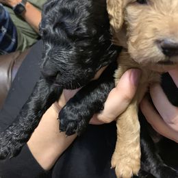 Goldendoodle Puppies from Izzy's Doodles