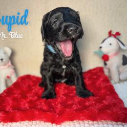 Cupid - Black male Australian Labradoodle puppy in Richmond, Kentucky from Happy Time Doodles