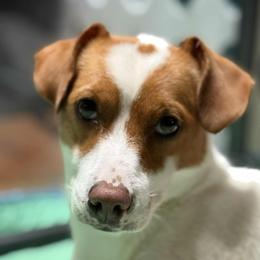 Gigi - Russell Terrier
