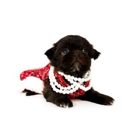 Daphne - Liver female Shih Tzu puppy in League City, Texas from Divine Pups