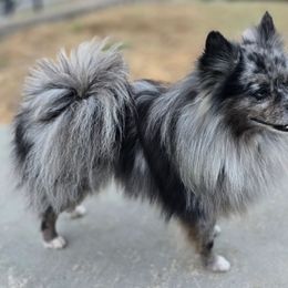 Smith - Pomeranian
