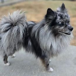 Smith - Pomeranian