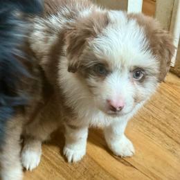 Riot - Red merle male Miniature Australian Shepherd puppy in Gatesville, Texas from Southern Promise Aussie’s