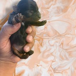 Marble - Black and tan female Yorkshire Terrier puppy in Pomona, California from Lunio's Yorkies
