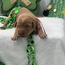 Fuchsia - Yellow female Labrador Retriever puppy in Heath Springs, South Carolina from Rich Hill Retrievers