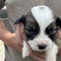 Full Fluffy Boy - White and red Pembroke Welsh Corgi puppy in Liberty, Tennessee from Taylor's Corgi's