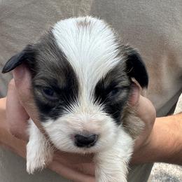 Full Fluffy Boy - White and red Pembroke Welsh Corgi puppy in Liberty, Tennessee from Taylor's Corgi's