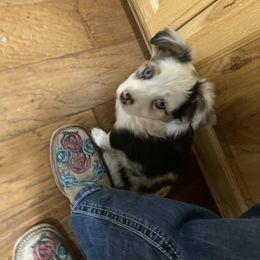 Miniature Australian Shepherd Puppies from CKO Country Road Aussies