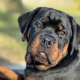 Rottweiler Puppies from Von Ratermann Rottweilers