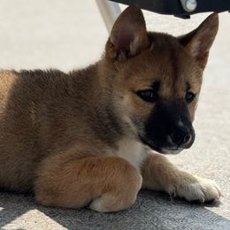 Lina - Red female Shiba Inu puppy in Elizabeth, New Jersey from Shiba Inu Loving Care