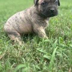 Perro de Presa Canario Puppies from Stephanie Ruiz