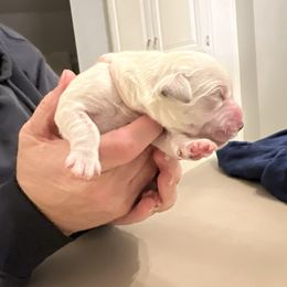 Ms Pink - Light golden female Golden Retriever puppy in Galt, California from Golden Hearts Ranch English Cream Retrievers