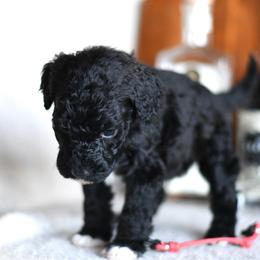 Harvey - Black and white male Portuguese Water Dog puppy in Hastings, Michigan from Hilltop Portuguese Water Dogs