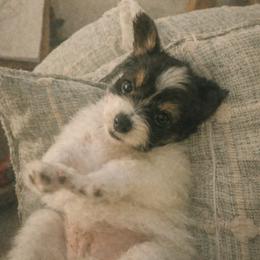 Papillon Puppies from Wendy’s Wings