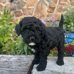 Goldendoodle Puppies from Jess’ Golden Doodles