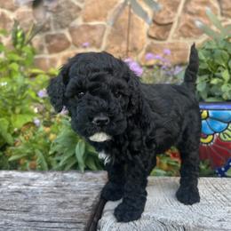 Goldendoodle Puppies from Jess’ Golden Doodles