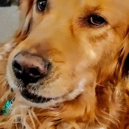 Golden Retrievers from Sunset Ranch Golden Retrievers