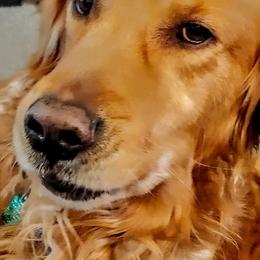 Golden Retrievers from Sunset Ranch Golden Retrievers