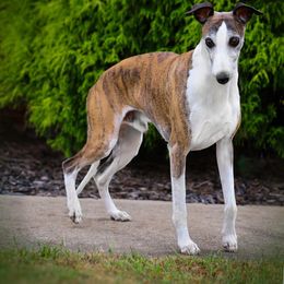 Whippet All Grown Up from Skyline Whippets