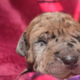Fawn Merle Female Purple Collar - Merlequin female Great Dane puppy in Alvarado, Texas from Texas Blue Danes