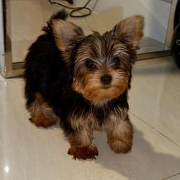 Lily Kay - Blue and gold female Yorkshire Terrier puppy in Cape Coral, Florida from Katherine’s Yorkies and Poodles