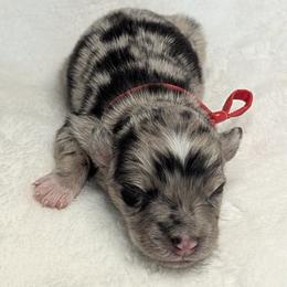 Red Collar - Red merle male Australian Shepherd puppy in Coulee City, Washington from Mr and Mrs Doodle Farm