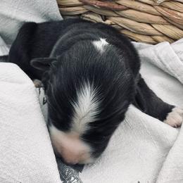 Girl 2 - Black tri-color female Australian Shepherd puppy in Berne, Indiana from White Silo Aussies