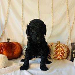 Hazelnut - Black female Goldendoodle puppy in Cedartown, Georgia from Loyal Doodles
