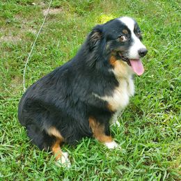 Brandy - Australian Shepherd