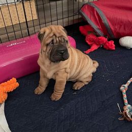 Chinese Shar-Pei Puppies from Sunspire Shar-Pei