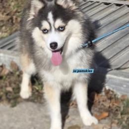 Melody - Pomsky