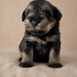 Kiwi - Liver male Miniature Schnauzer puppy in Commerce, Georgia from The Greys