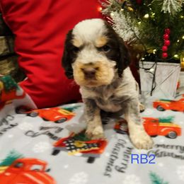 RB2 - Tri-Roan male English Springer Spaniel puppy in Britton, South Dakota from K&S Canines