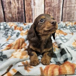 Rubeus - Chocolate and tan male Dachshund puppy in Malad City, Idaho from Mountain Sage Dachshunds