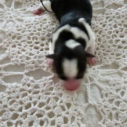 Yorkshire Terrier Puppies from Susan's Yorkies