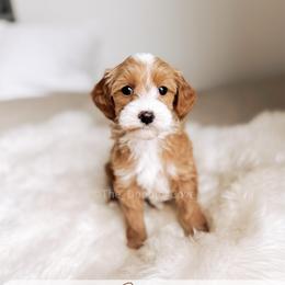 Clover - Red  female Goldendoodle puppy in Syracuse, Indiana from The Doodle Cove