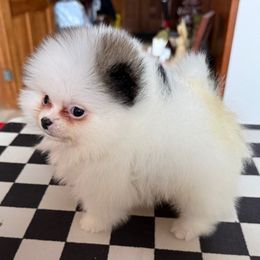 Brie - Orange parti female Pomeranian puppy in Zionville, North Carolina from Shaner Poms