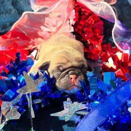 Fawn Boy - Fawn male Pug puppy in Tulsa, Oklahoma from Locust Creek Pugs