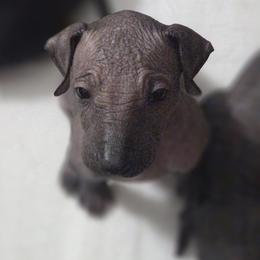 2 - Black male Xoloitzcuintli puppy in Pierson, Michigan from Mickam's Xolo's