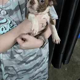 Boston Terrier Puppies from 907 Bostons