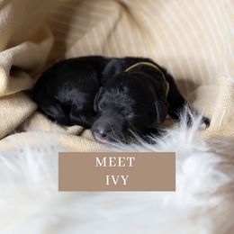 Ivy - Black and white Sheepadoodle puppy in North Carolina from Nomad's Doodles