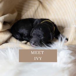 Ivy - Black and white Sheepadoodle puppy in North Carolina from Nomad's Doodles