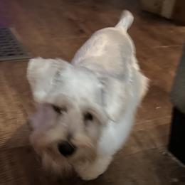Miniature Schnauzer Puppies from Felicia Hensel