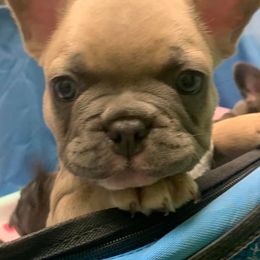 French Bulldogs from Jennifer's French Bulldogs