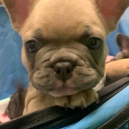 French Bulldogs from Jennifer's French Bulldogs